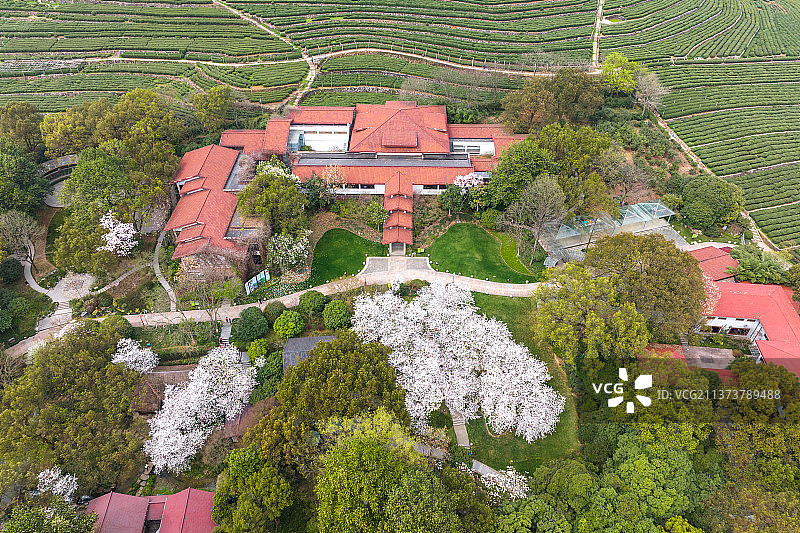 春天樱花盛开的中国茶叶博物馆双峰馆区全景航拍图片素材