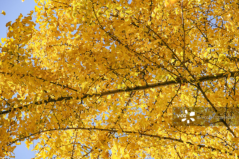 玄武湖秋天的银杏图片素材