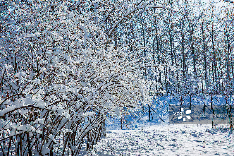 雪后公园披上银装的树木图片素材
