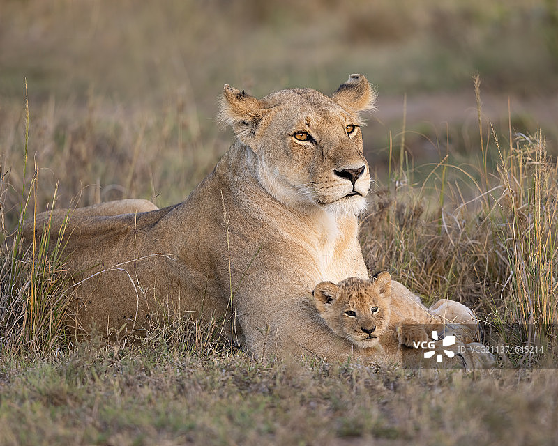 肯尼亚西卡马赛马拉，一只母狮子和她的小狮子趴在她的爪子上图片素材