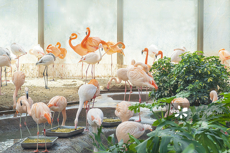 初春北京动物园火烈鸟馆图片素材