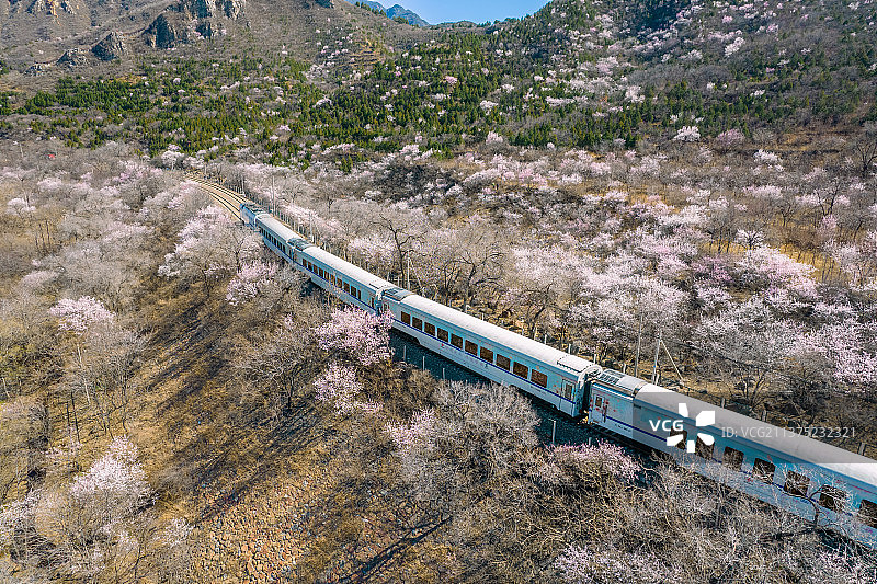 春天的北京居庸关花海和S2线火车（开往春天的火车）图片素材