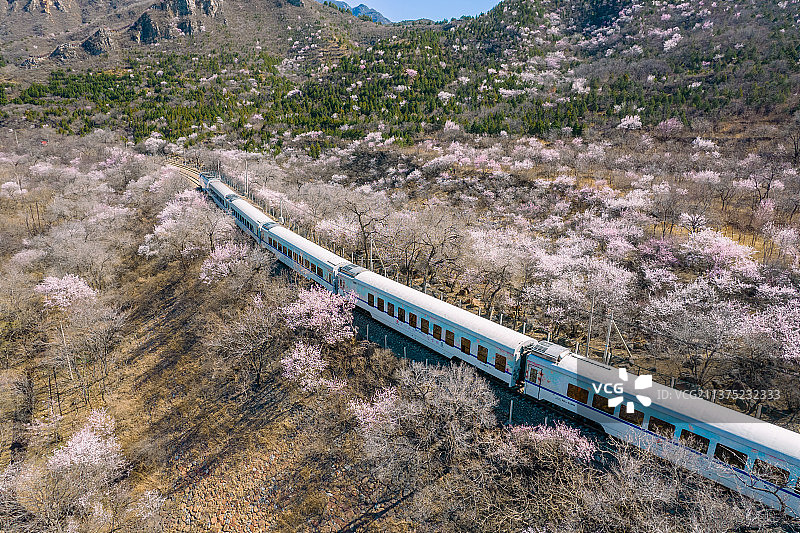 春天的北京居庸关花海和S2线火车（开往春天的火车）图片素材
