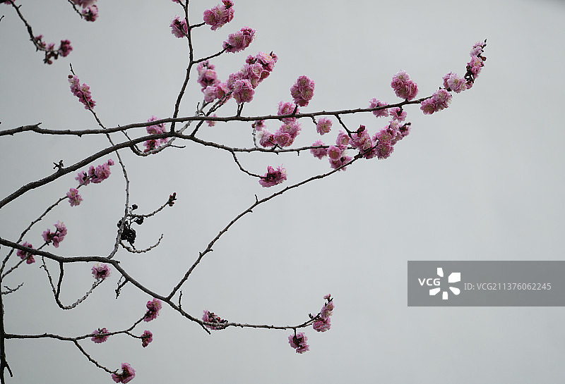 梅花 香山植物园图片素材
