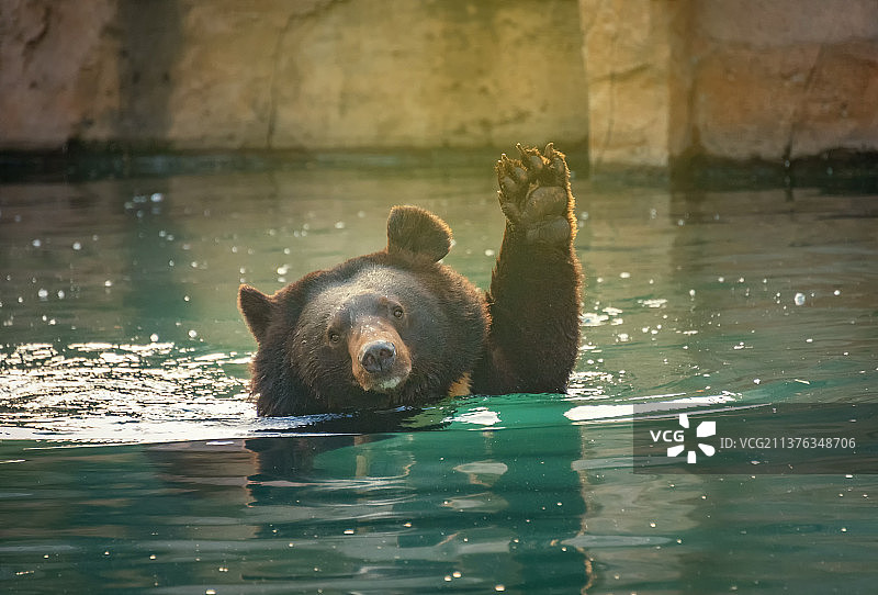 在温暖的阳光照射下，一只棕色的马来熊在水池里洗澡后十分开心，举起一只熊掌，好似在向游客问好图片素材