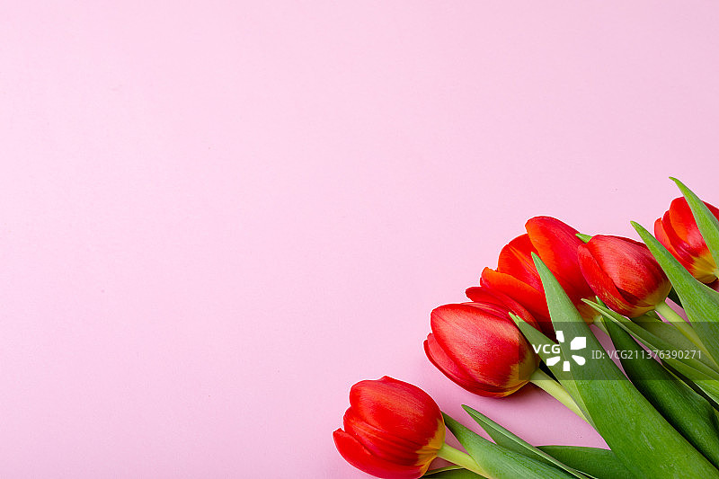 新鲜的红色郁金香孤立在粉红色的背景，复制空间图片素材
