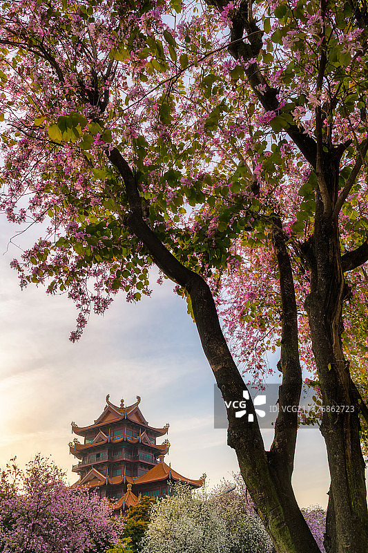福州著名旅游景点西禅寺春天羊蹄甲花盛开图片素材