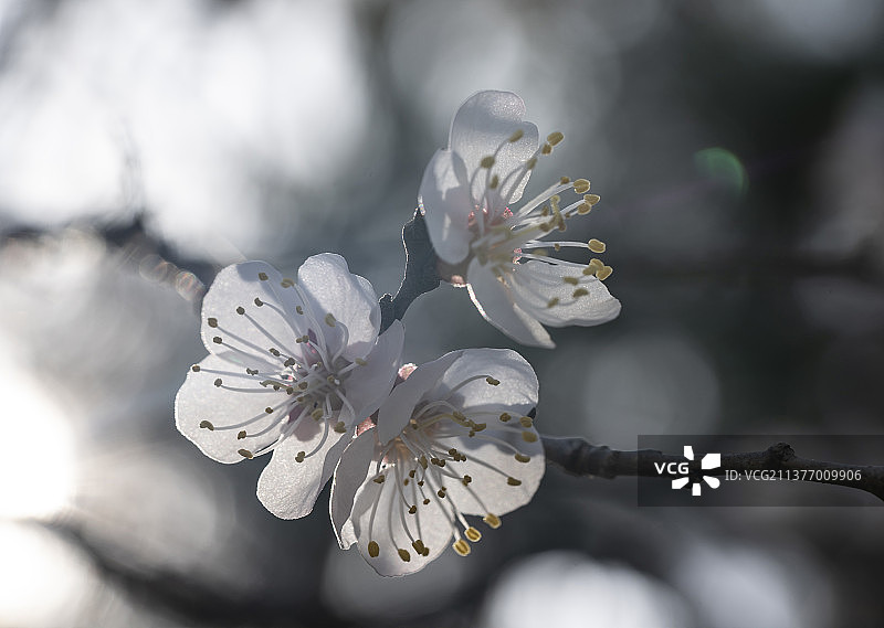春天日光下 盛开的杏花图片素材