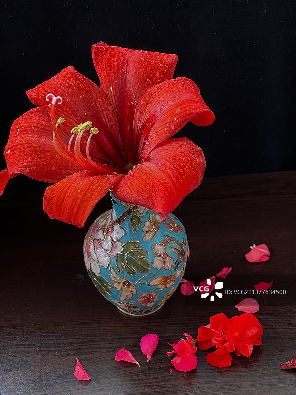 渴望被爱：朱顶红的花型小巧，花枝纤细，给人一种弱不禁风的感觉图片素材