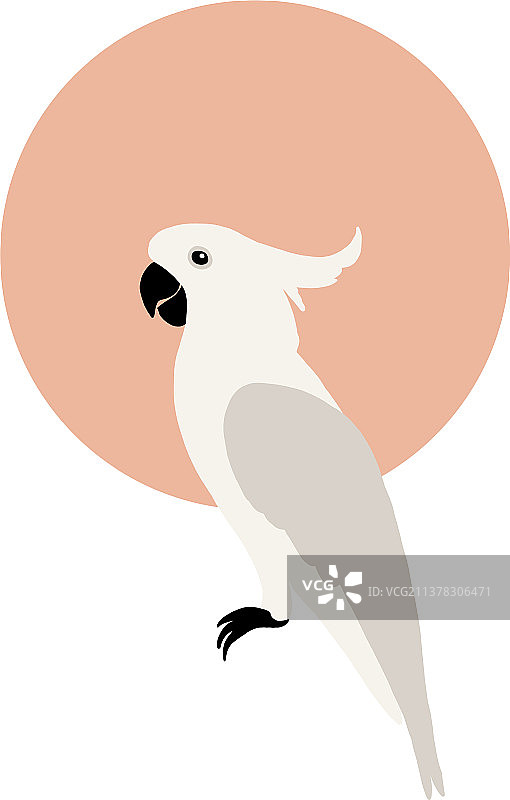 鹦鹉鹦鹉澳大利亚鸟平面卡通图片素材