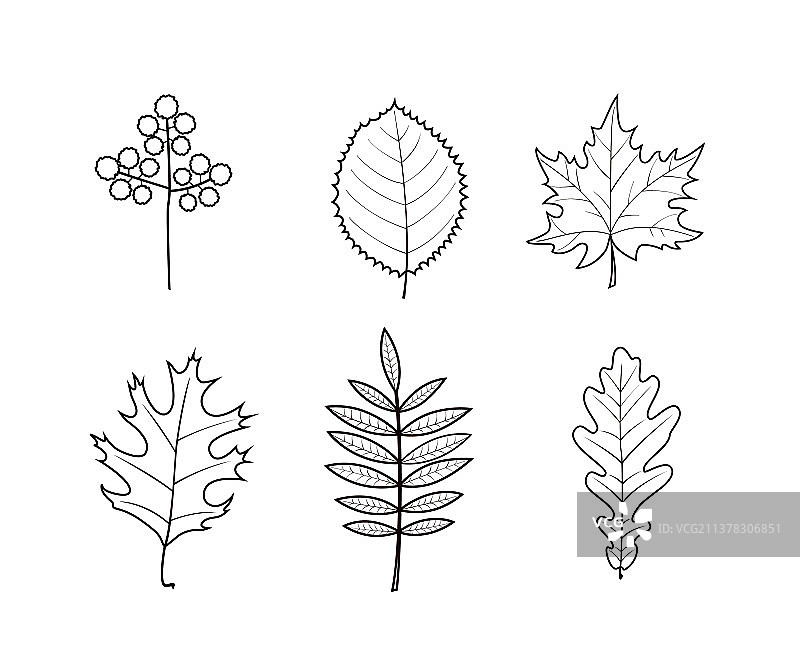 秋叶线艺术设计在白色的背景图片素材