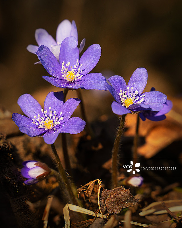 一个美丽的春天的花，肝，特写的紫色番红花在田间图片素材