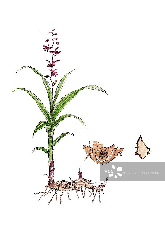 本草纲目中草药植物手绘插画白芨图片素材