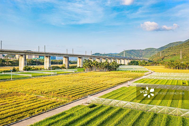 海南岛三亚农村环岛高铁下秋季即将成熟收获的水稻图片素材