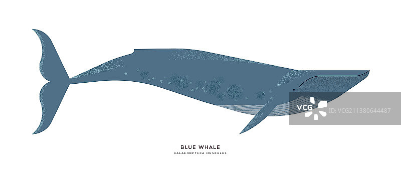 蓝鲸动物卡通孤立的背景图片素材