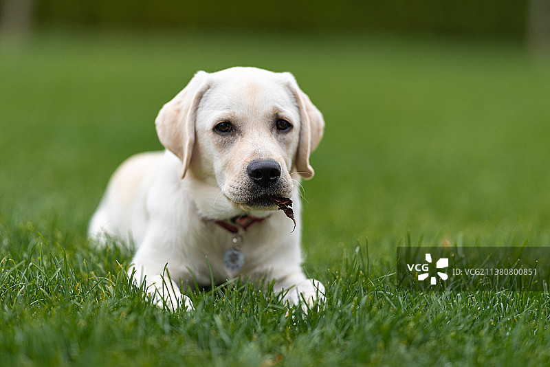一只长大的拉布拉多小狗躺在草坪上，手里拿着一片树叶图片素材