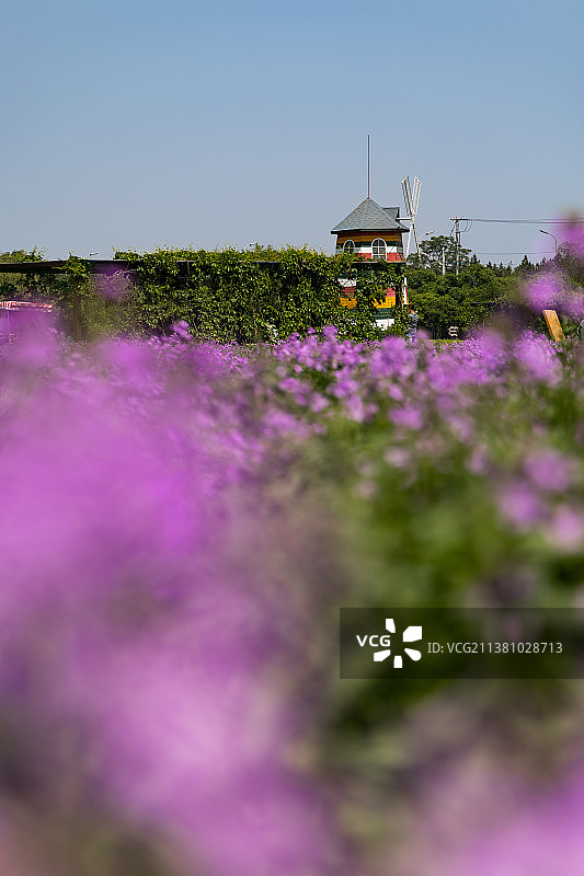 初夏晴朗的天气，北京紫谷伊甸园，风车和盛开的紫色薰衣草。图片素材