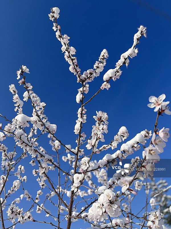 蓝天下雪后樱花的低视角图片素材