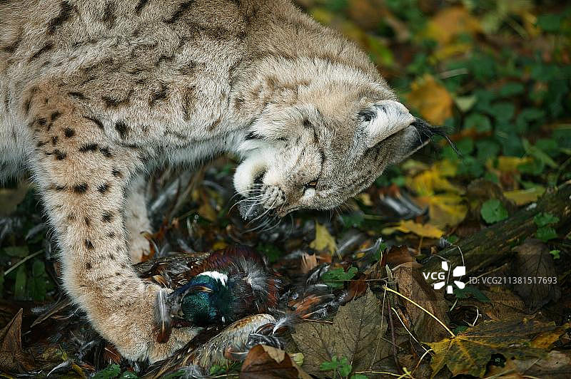 欧洲猞猁(felis Lynx)吃雉鸡图片素材