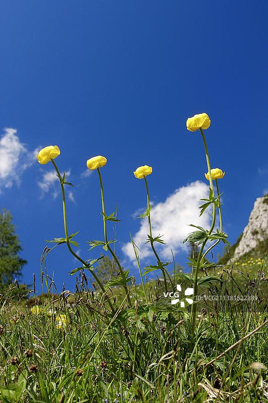 地球花(Trollius europaeus)，贝希特斯加登国家公园，巴伐利亚，德国，欧洲图片素材