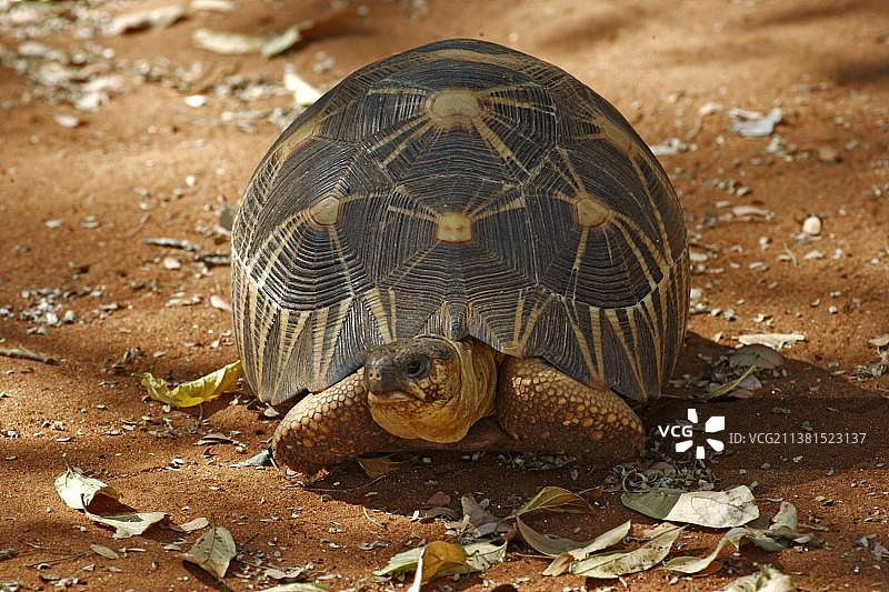 马达加斯加辐射龟，Berenty私人保护区，马达加斯加(辐射龟)图片素材