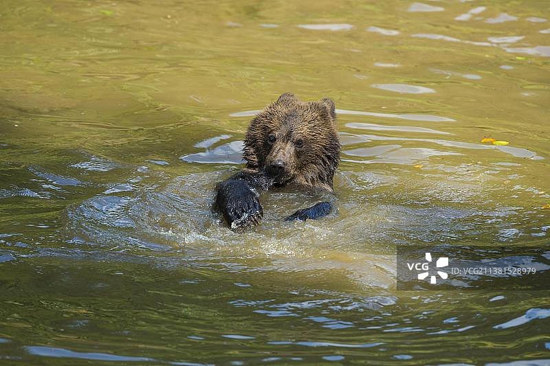 欧洲棕熊(大熊)，幼仔在池塘游泳，俘虏图片素材