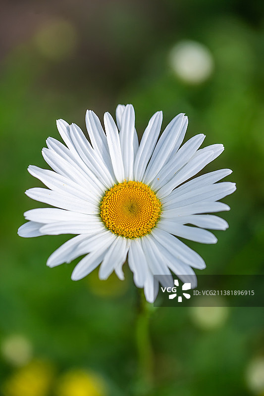 夏天盛开的白色雏菊花图片素材
