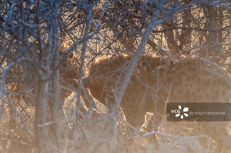 野生丛林动物主题在白天，特写斑点鬣狗与猎物图片素材