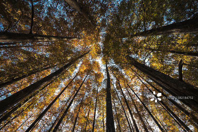 秋天仰拍庐山树林图片素材