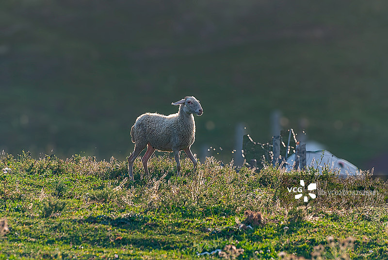 草原上奔跑的绵羊图片素材