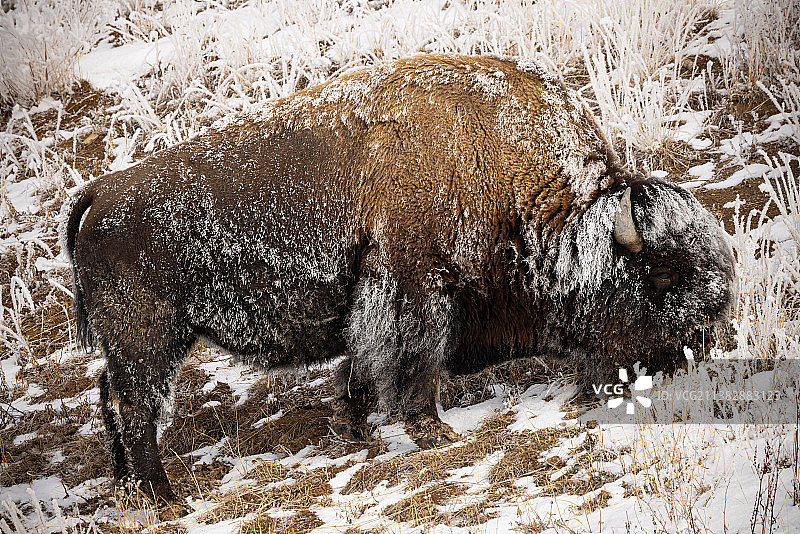 在雪覆盖的土地上野牛的特写图片素材