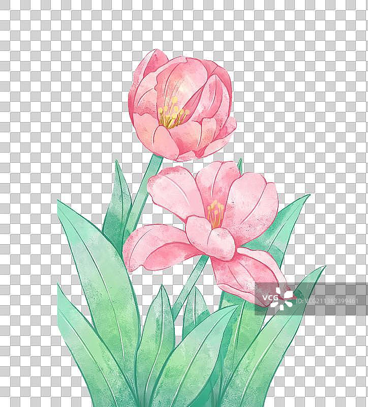 手绘小清新水彩风郁金香花卉植物图片素材