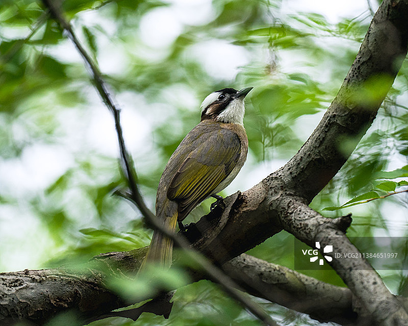 小鸟栖息在树上的低角度视图图片素材