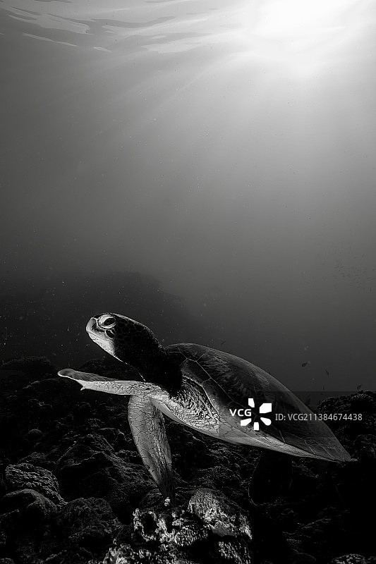 绿海龟在深海，高角度观海绿海龟在海中游泳，马约特图片素材