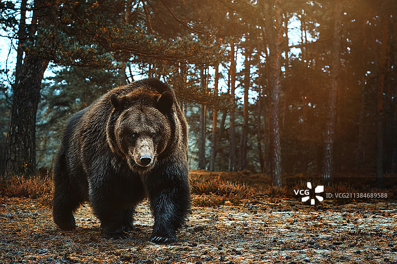 棕熊，肖像棕色欧亚棕熊站在森林，捷克共和国图片素材