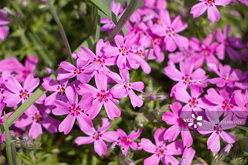花束，粉红色开花植物的特写图片素材