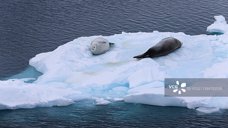高角度特写豹海豹休息在冰山上融化的冰，南极洲图片素材