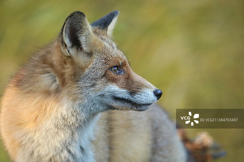 荷兰，维路威，狐狸看向别处的特写图片素材