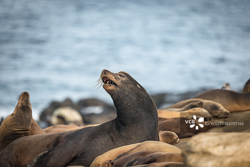 海豹在海滩岩石上的特写，圣地亚哥，加州，美国图片素材