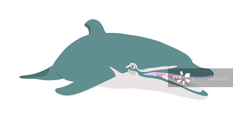 海豚被隔离在白色图片素材