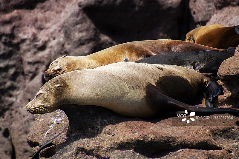 岩石上的海狮-墨西哥南下加利福尼亚州，圣埃斯皮里图岛，南下加利福尼亚州图片素材