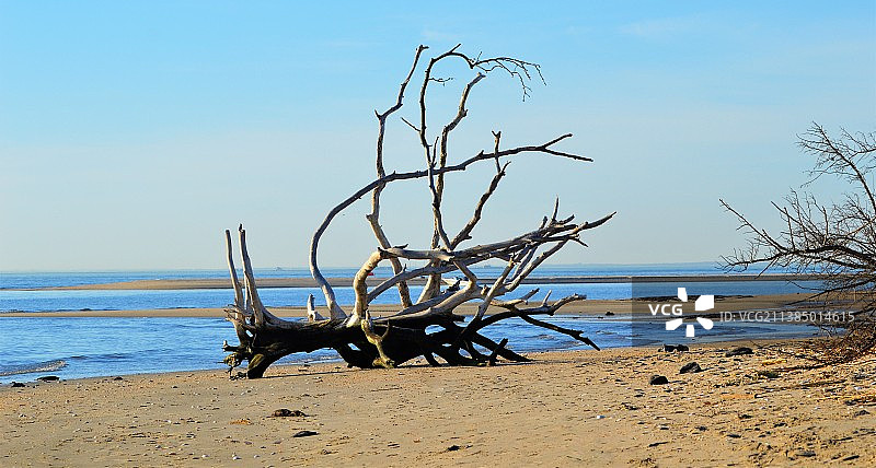 大浮木，海滩景色对晴朗的天空，桑迪胡克，美国，美国图片素材