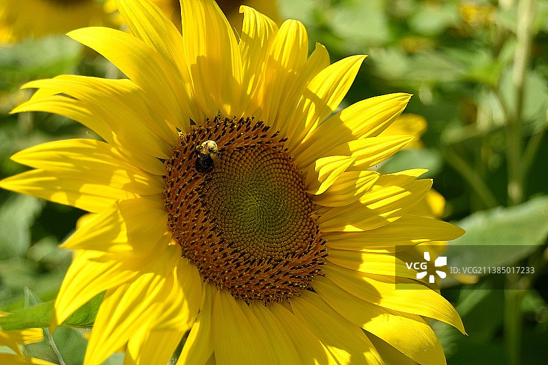 向日葵喜悦，蜜蜂在向日葵上的特写图片素材