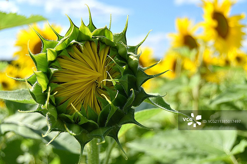 向日葵喜悦，向日葵在植物上的特写图片素材