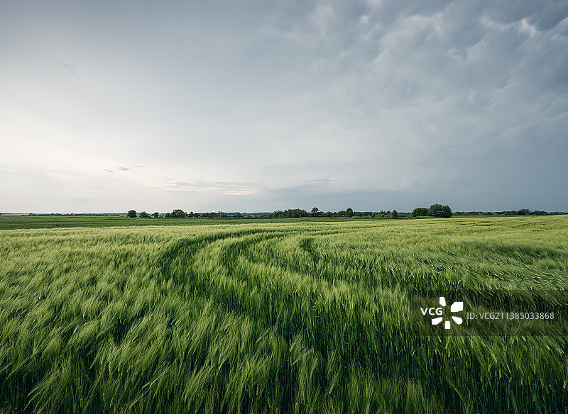 乌克兰，农田对着天空的风景图片素材
