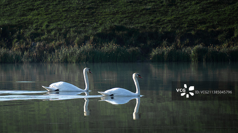两只天鹅在湖里游泳，罗马尼亚图片素材