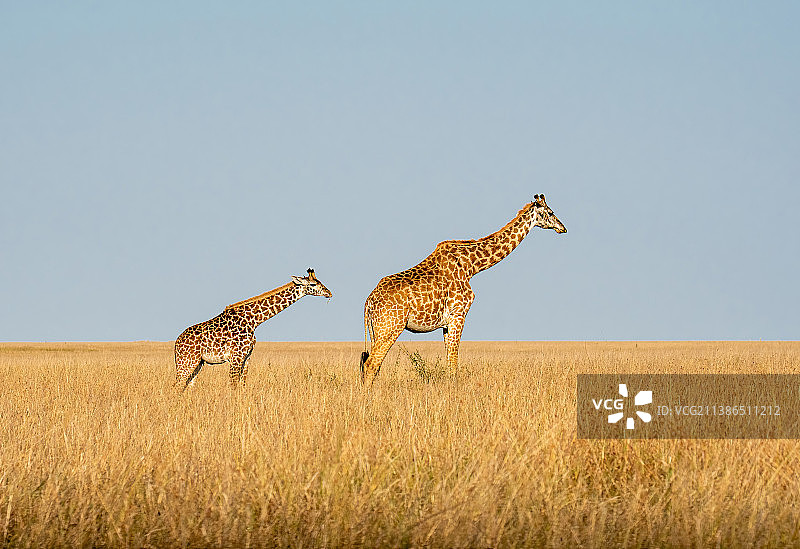 肯尼亚马赛马拉国家保护区，在草原上行走的两只长颈鹿的侧视图图片素材