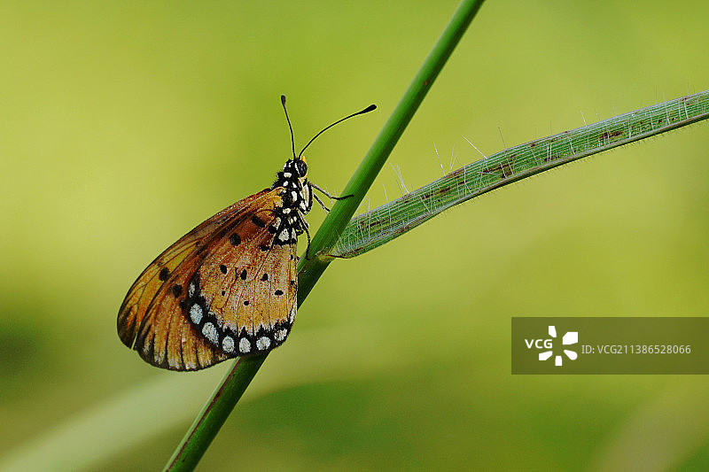 蝴蝶在叶子上的特写，南Tangerang，印度尼西亚图片素材