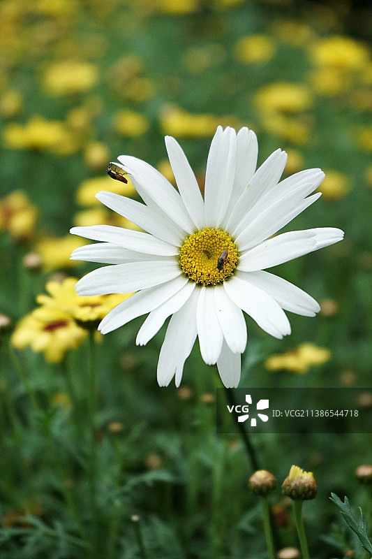 田野上白色雏菊的特写图片素材