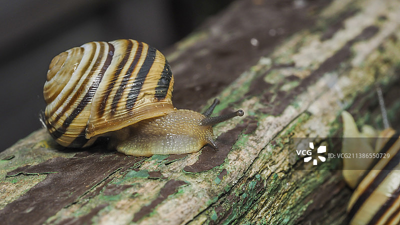 木头上的蜗牛特写，布加勒斯特，罗马尼亚图片素材